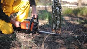 Best Emergency Tree Removal  in Clton, IN